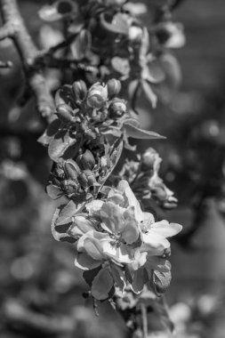 Westphalia 'da bir köyde bahar geldi.