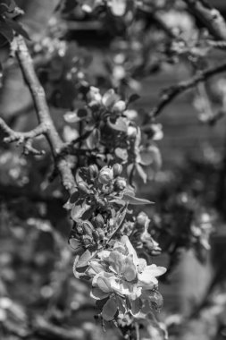 Westphalia 'da bir köyde bahar geldi.