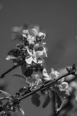 Westphalia 'da bir köyde bahar geldi.