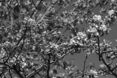 Westphalia 'da bir köyde bahar geldi.
