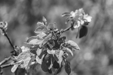 Westphalia 'da bir köyde bahar geldi.