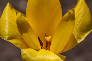 Westphalia 'da bir köyde bahar geldi.