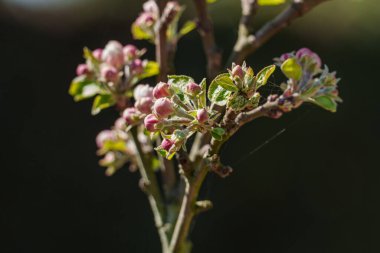 Westphalia 'da bir köyde bahar geldi.