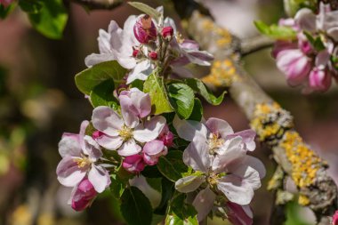 Westphalia 'da bir köyde bahar geldi.