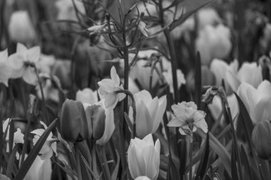 Alman Muensterland 'inde bahar geldi.