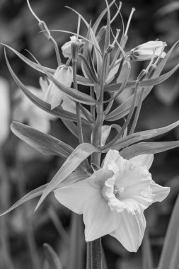 Alman Muensterland 'inde bahar geldi.