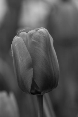 Alman Muensterland 'inde bahar geldi.