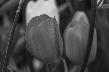 Alman Muensterland 'inde bahar geldi.