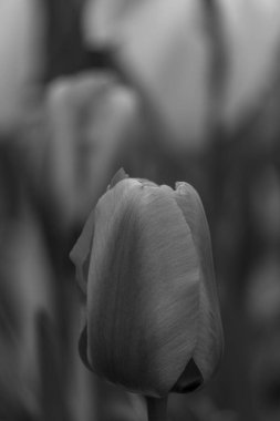 Alman Muensterland 'inde bahar geldi.