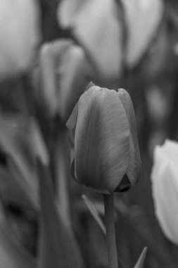 Alman Muensterland 'inde bahar geldi.