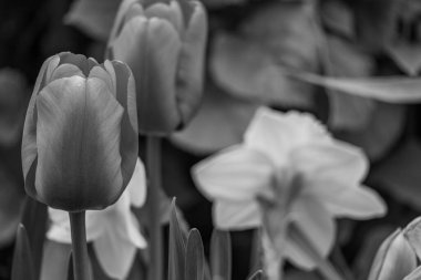 Alman Muensterland 'inde bahar geldi.