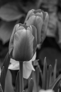 Alman Muensterland 'inde bahar geldi.