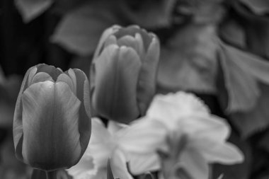 Alman Muensterland 'inde bahar geldi.