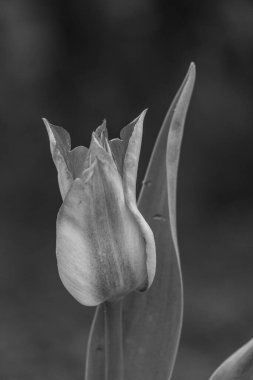 Alman Muensterland 'inde bahar geldi.