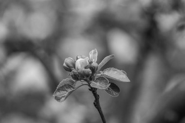 Alman Muensterland 'inde bahar geldi.
