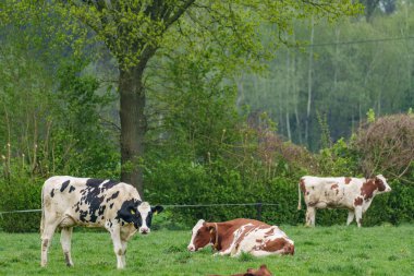 Alman Muensterland 'inde bahar geldi.
