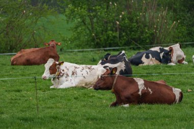 Alman Muensterland 'inde bahar geldi.