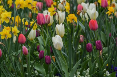 Alman Muensterland 'inde bahar geldi.