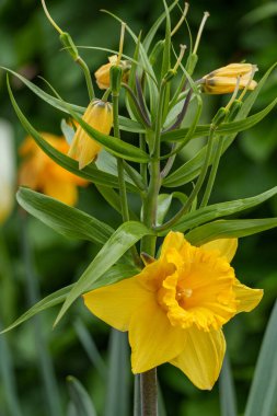 Alman Muensterland 'inde bahar geldi.