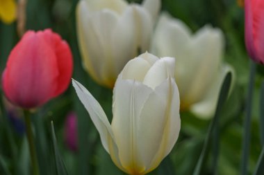 Alman Muensterland 'inde bahar geldi.