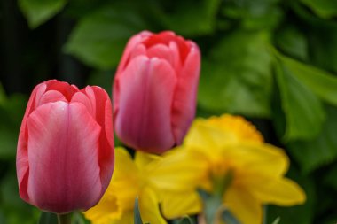 Alman Muensterland 'inde bahar geldi.