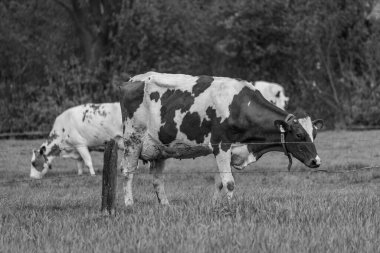 Alman muensterland 'inde bir çayırda bir sürü inek