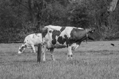 Alman muensterland 'inde bir çayırda bir sürü inek