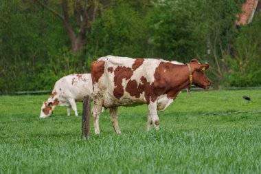 Alman muensterland 'inde bir çayırda bir sürü inek