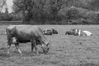 Alman muensterland 'inde bir çayırda bir sürü inek
