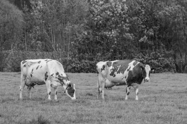 Alman muensterland 'inde bir çayırda bir sürü inek