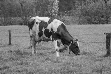 Alman muensterland 'inde bir çayırda bir sürü inek