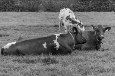 Alman muensterland 'inde bir çayırda bir sürü inek