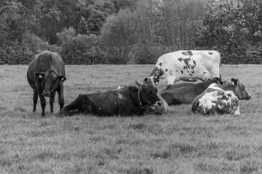 Alman muensterland 'inde bir çayırda bir sürü inek