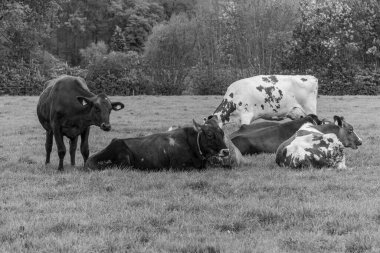 Alman muensterland 'inde bir çayırda bir sürü inek