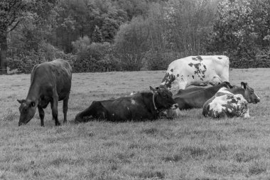 Alman muensterland 'inde bir çayırda bir sürü inek