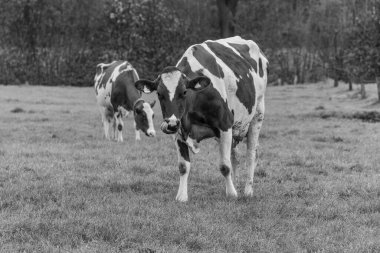 Alman muensterland 'inde bir çayırda bir sürü inek