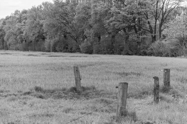 Alman muensterland 'inde bir çayırda bir sürü inek