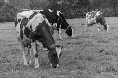 Alman muensterland 'inde bir çayırda bir sürü inek