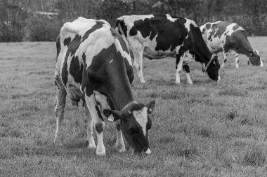 Alman muensterland 'inde bir çayırda bir sürü inek