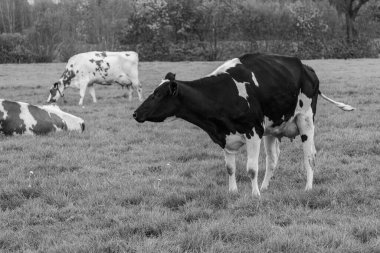 Alman muensterland 'inde bir çayırda bir sürü inek