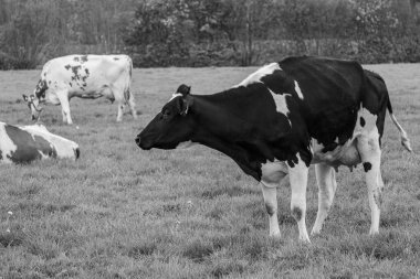 Alman muensterland 'inde bir çayırda bir sürü inek