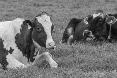 Alman muensterland 'inde bir çayırda bir sürü inek