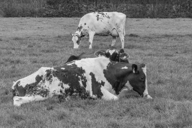 Alman muensterland 'inde bir çayırda bir sürü inek