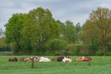 Alman muensterland 'inde bir çayırda bir sürü inek