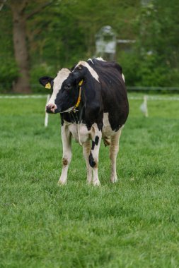 Alman muensterland 'inde bir çayırda bir sürü inek