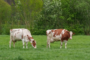Alman muensterland 'inde bir çayırda bir sürü inek