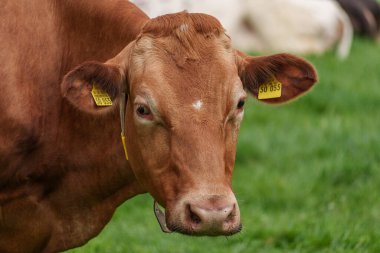 Alman muensterland 'inde bir çayırda bir sürü inek