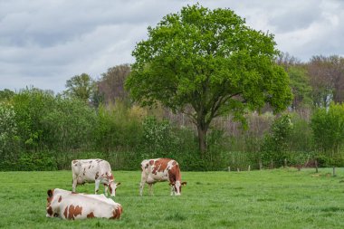 Alman muensterland 'inde bir çayırda bir sürü inek