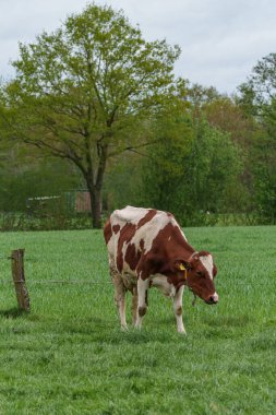 Alman muensterland 'inde bir çayırda bir sürü inek