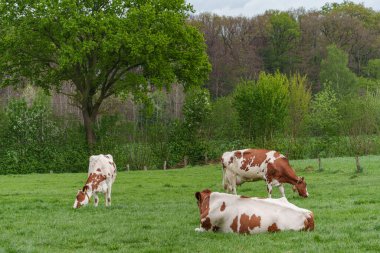 Alman muensterland 'inde bir çayırda bir sürü inek